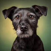 Patterdale Terrier Dog Portrait 4