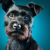 Patterdale Terrier Dog Portrait 5