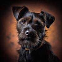 Patterdale Terrier Dog Portrait 6