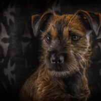 Patterdale Terrier Dog Portrait 8