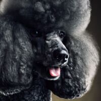 Poodle Dog Portrait 12