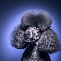 Poodle Dog Portrait 15