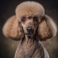 Poodle Dog Portrait 9