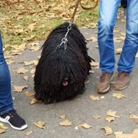 Hungarian Black Puli Dog Show
