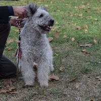 Energetic Pumi Dog From Hungary