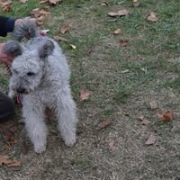 Pumi Dog Breed At The Dog Show