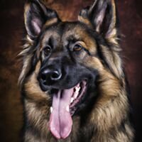 Shiloh Shepherd Dog Portrait 11