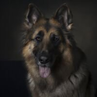 Shiloh Shepherd Dog Portrait 9