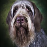 Spinone Italiano Dog Portrait 1