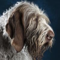 Spinone Italiano Dog Portrait 15