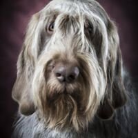 Spinone Italiano Dog Portrait 5