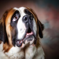 Saint Bernard Dog Portrait 1