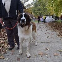 Saint Bernard Dog Show