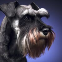 Standard Schnauzerr Dog Portrait 1