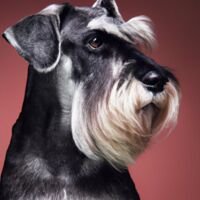 Standard Schnauzerr Dog Portrait 10