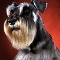 Standard Schnauzerr Dog Portrait 11