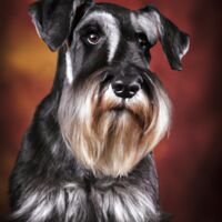 Standard Schnauzerr Dog Portrait 2