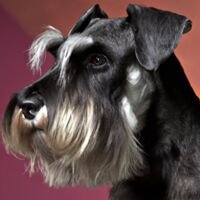 Standard Schnauzerr Dog Portrait 5