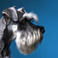 Standard Schnauzerr Dog Portrait 6