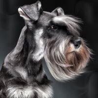 Standard Schnauzerr Dog Portrait 8