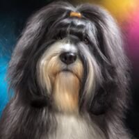 Tibetan Terrier Dog Portrait 1
