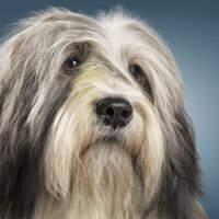 Tibetan Terrier Dog Portrait 12