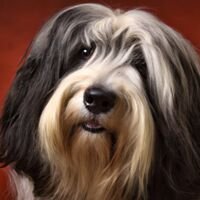 Tibetan Terrier Dog Portrait 13