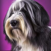Tibetan Terrier Dog Portrait 2