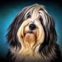 Tibetan Terrier Dog Portrait 5
