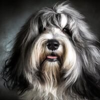 Tibetan Terrier Dog Portrait 6