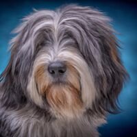 Tibetan Terrier Dog Portrait 7