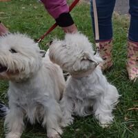 Very Active West Highland White Terriers