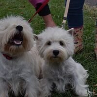 West Highland White Terrier Dogs After The Dog Show