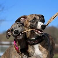 Two Whippet Playing