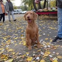 Brown Hungarian Wirehaired Vizsla Dog Show