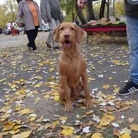 Hungarian Wirehaired Vizsla Competition